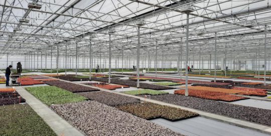 VDH Foliekassen AllPlant